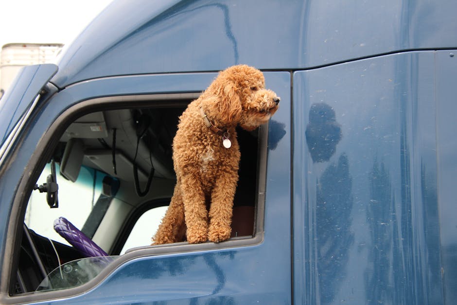 Read more about the article A Fresh Perspective on Pet Travel Safety for 2026