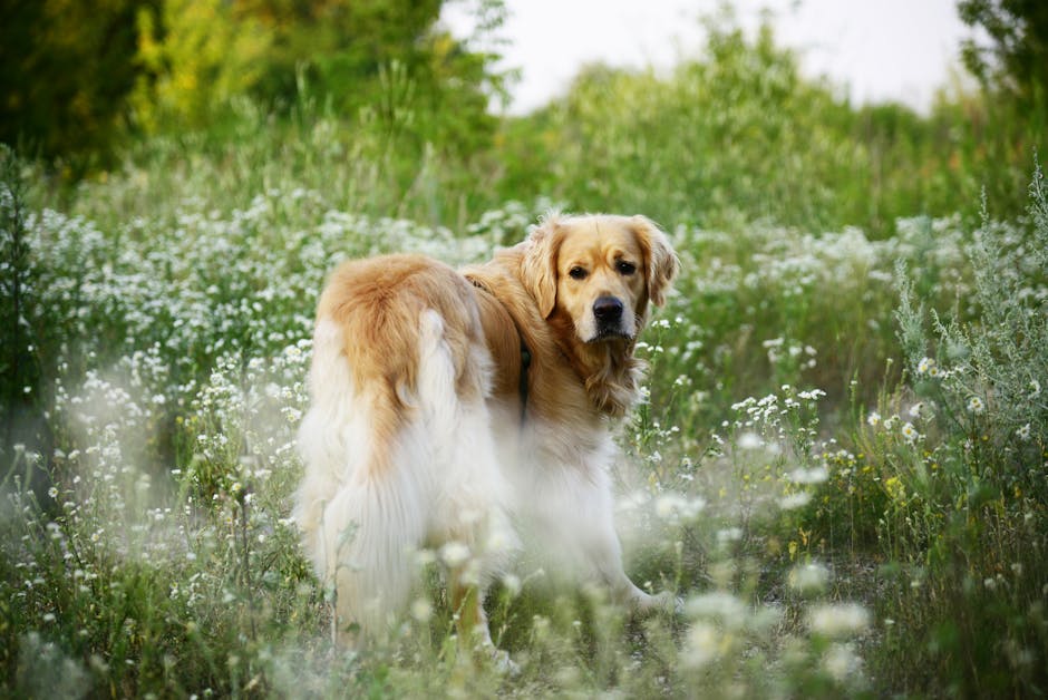 Read more about the article How to Stay Current in the Evolving World of Pet Exercise Routines